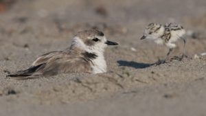 adult with chick_SCC