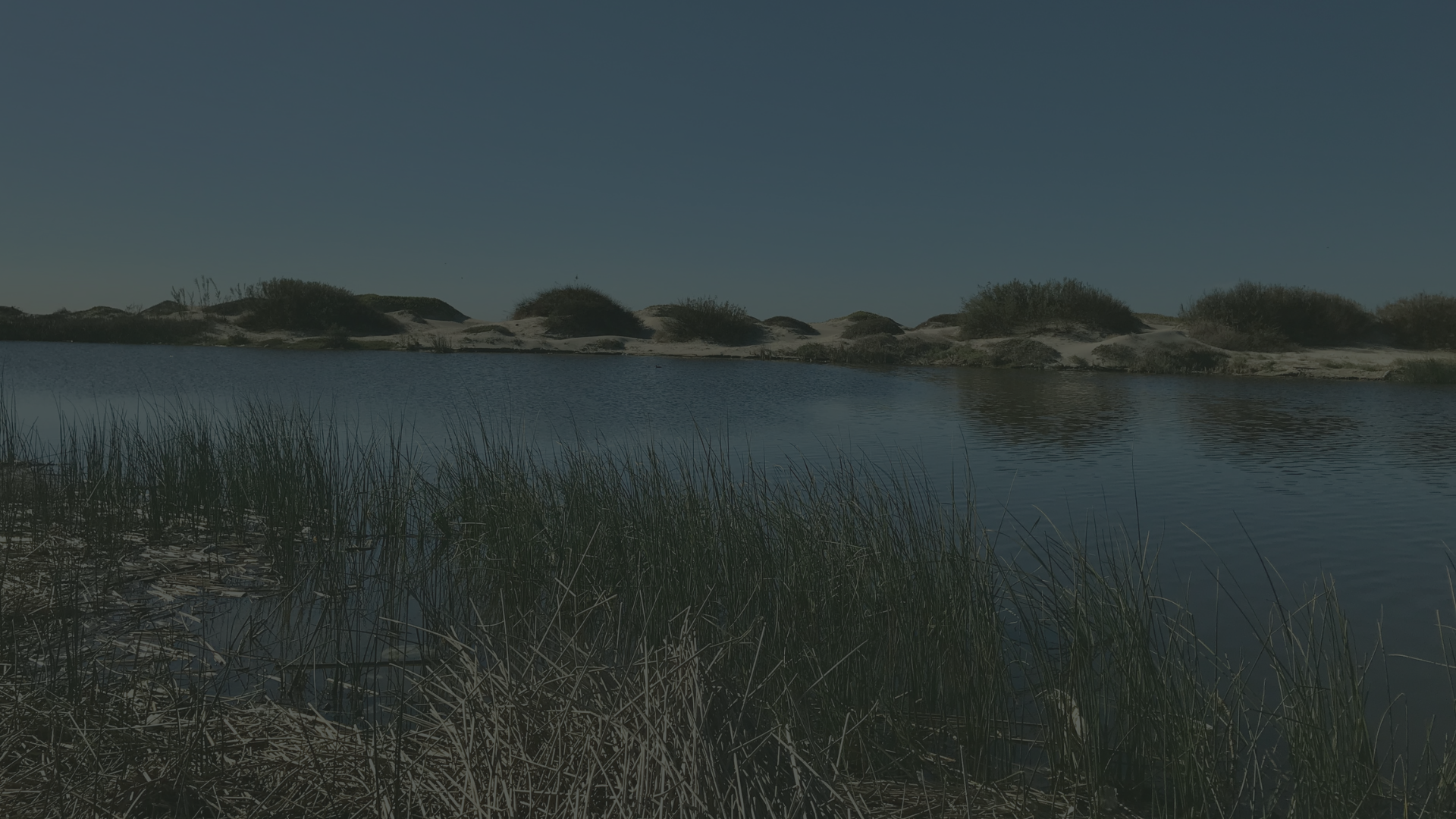 A photo of a clean ormond wetland on a sunny day.